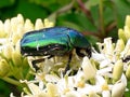 Photography of Cetonia aurata, called theÃÂ rose chaferÃÂ or theÃÂ green rose chaferÃÂ beetle